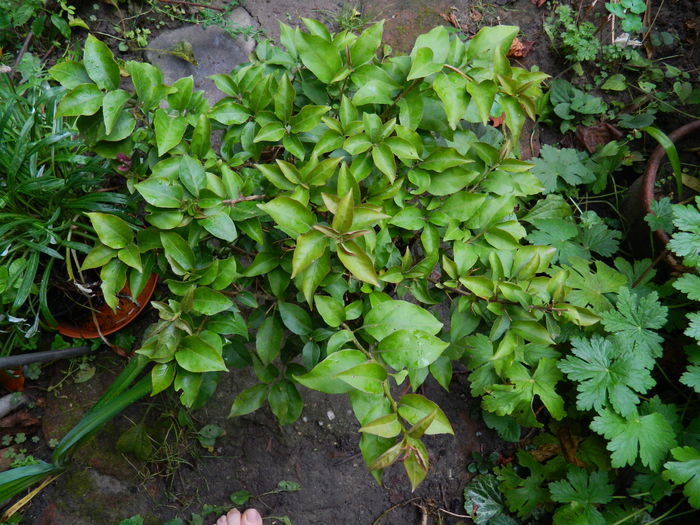 DSCN7671 - AUGUST_2_2014