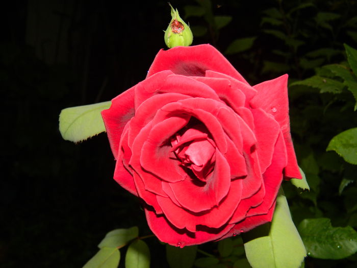 DSCN7684 - AUGUST_2_2014