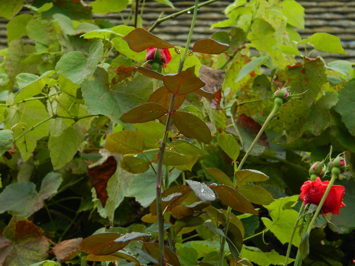 DSCN7688 - AUGUST_2_2014