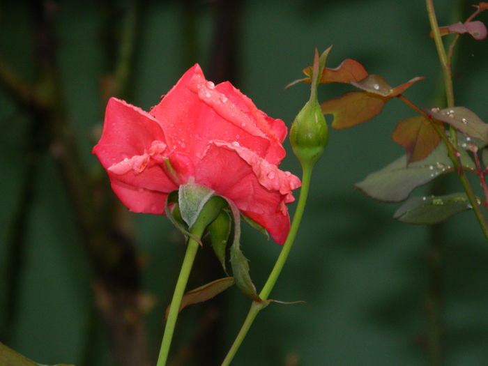 DSCN7690 - AUGUST_2_2014