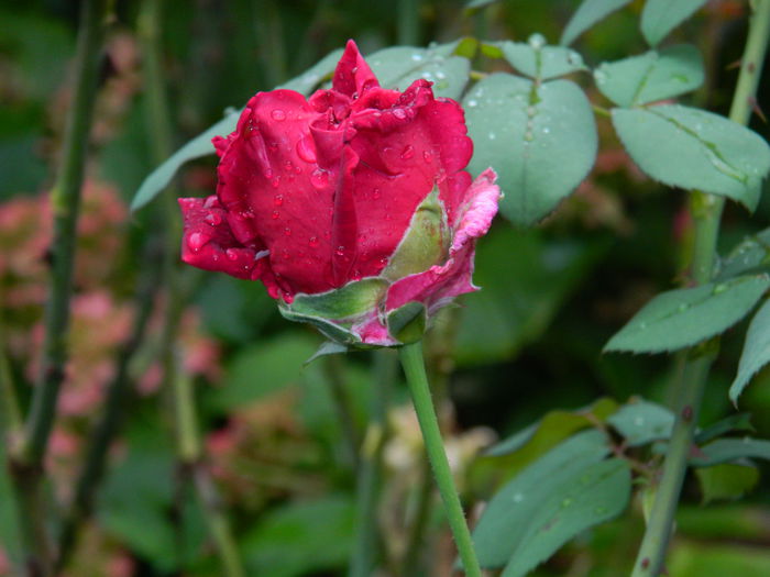 DSCN7694 - AUGUST_2_2014