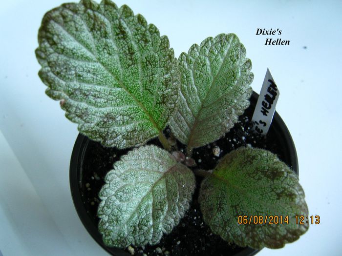 Dixies Hellen - Episcia_D