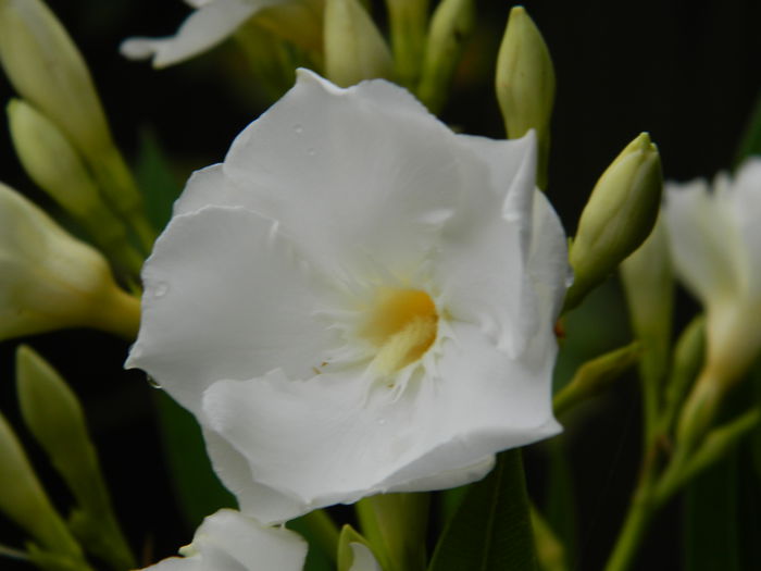 DSCN7698 - AUGUST_2_2014