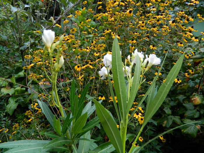 DSCN7702 - AUGUST_2_2014