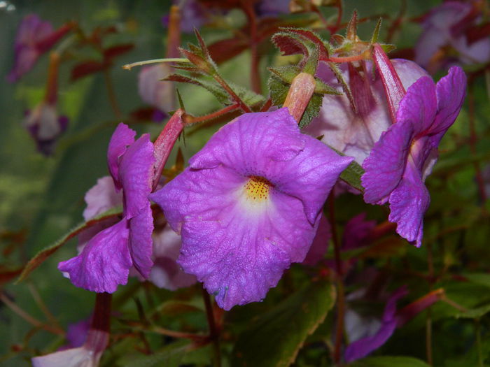 DSCN7708 - AUGUST_2_2014