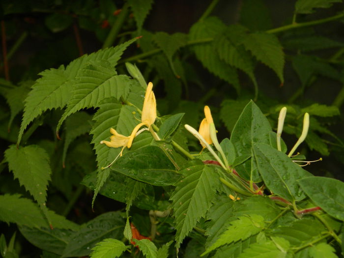 DSCN7709 - AUGUST_2_2014