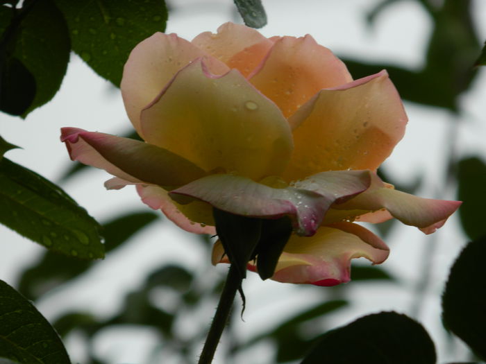 DSCN7713 - AUGUST_2_2014