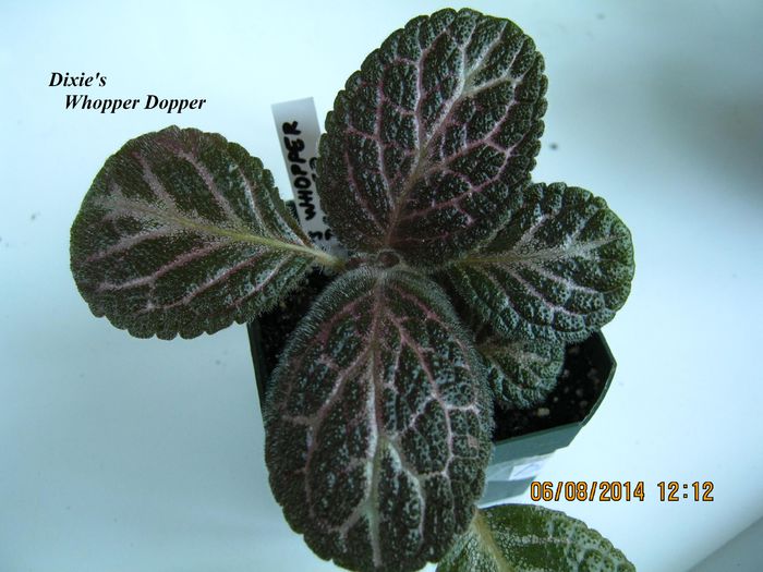 Dixies Whopper Dopper - Episcia_D