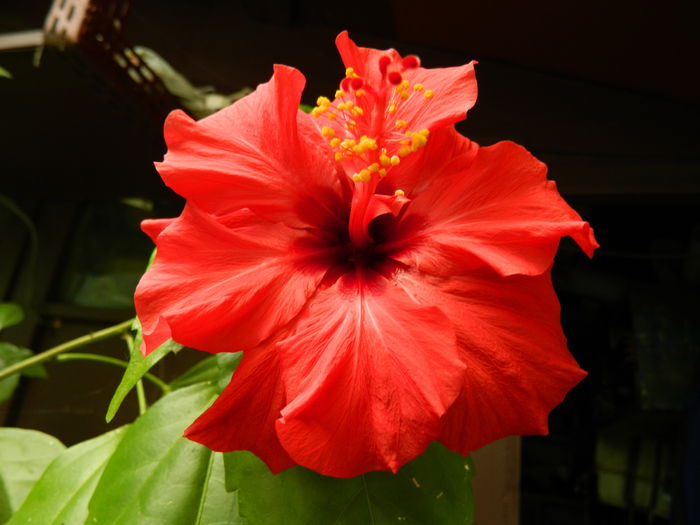 DSCN7120