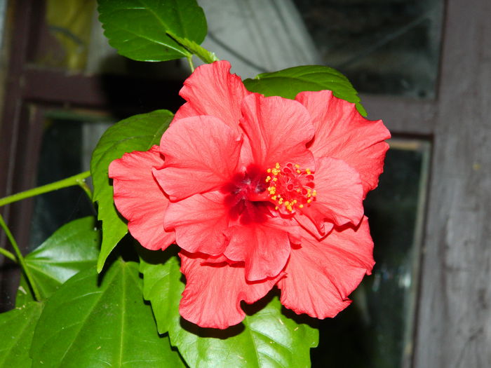 DSCN7235