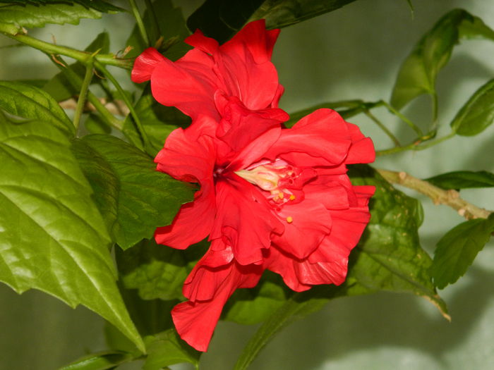 DSCN7846