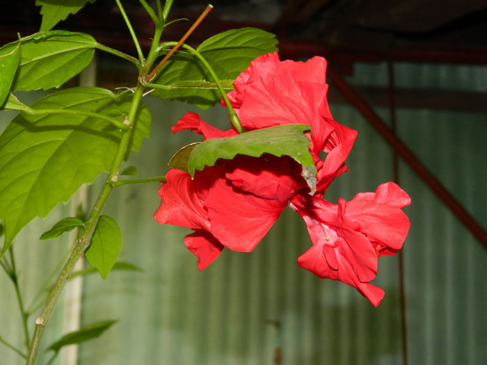 DSCN8355