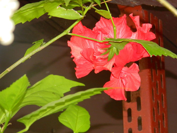 DSCN8435