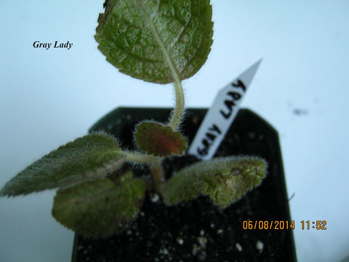 Gray Lady - Episcia_G