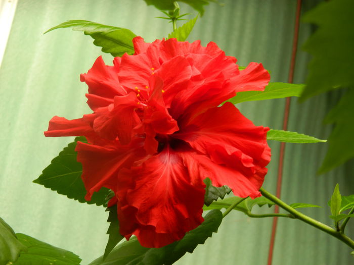 DSCN8574