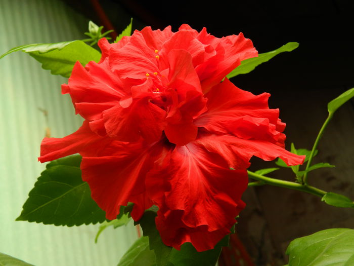 DSCN8579
