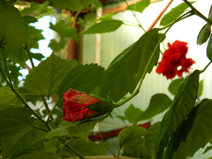 DSCN9263