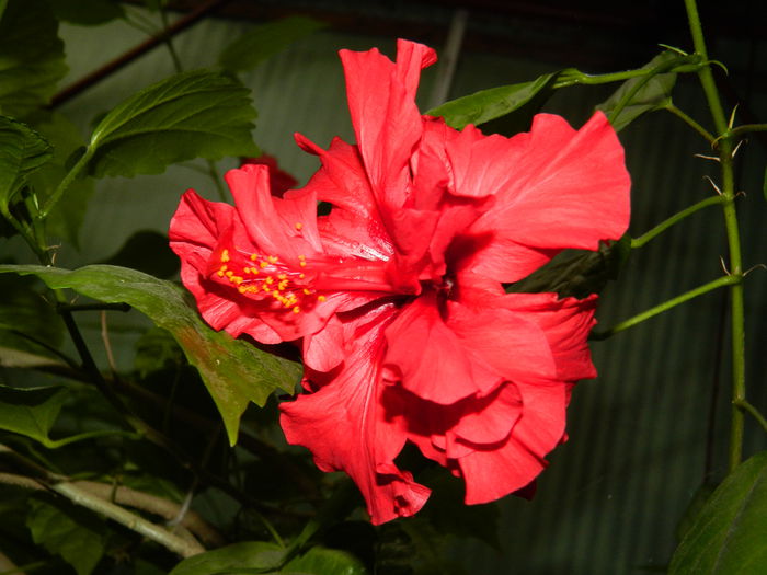 DSCN9291