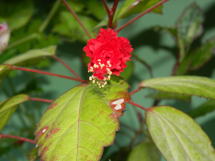 DSCN9514 - HIBISCUSI_2014