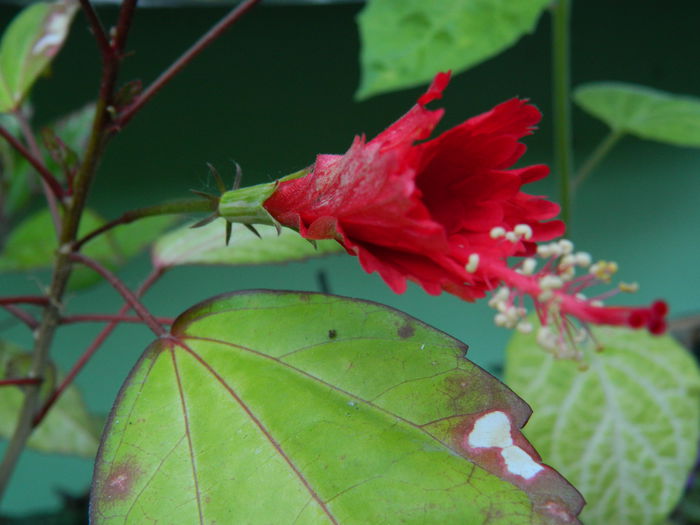 DSCN9523 - HIBISCUSI_2014