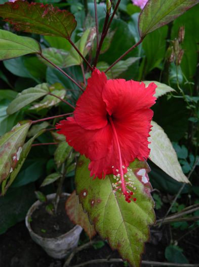 DSCN9531 - HIBISCUSI_2014