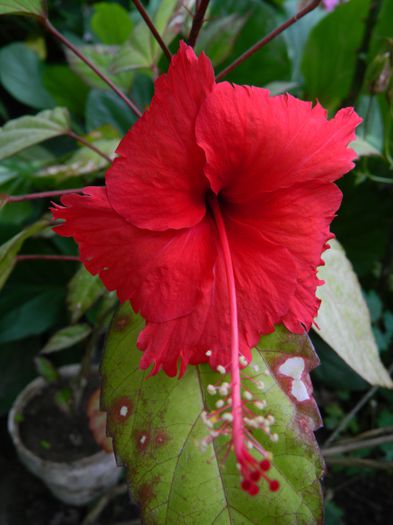 DSCN9532 - HIBISCUSI_2014