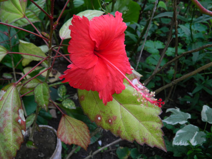 DSCN9533 - HIBISCUSI_2014