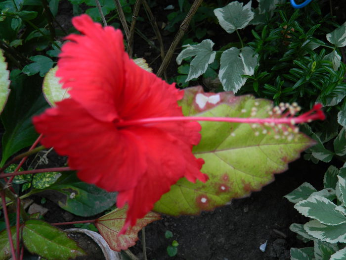 DSCN9534 - HIBISCUSI_2014