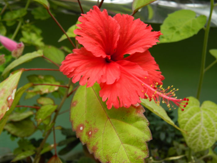 DSCN9538 - HIBISCUSI_2014