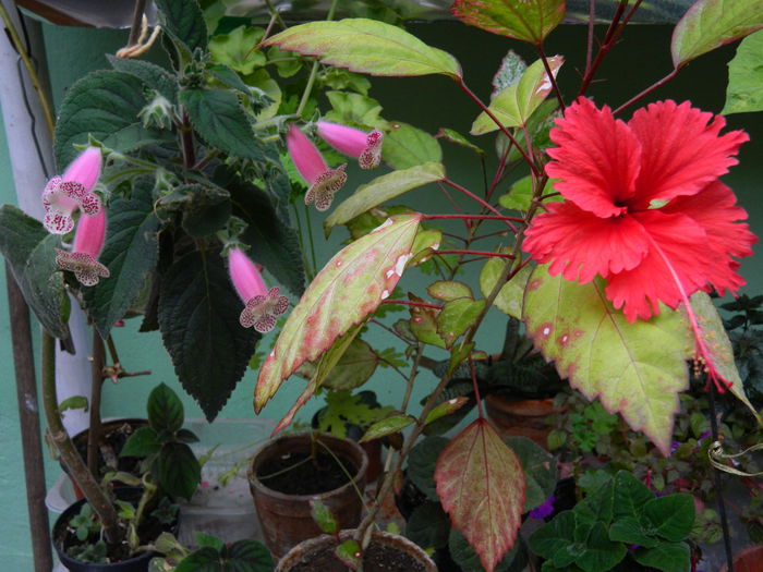 DSCN9631 - HIBISCUSI_2014