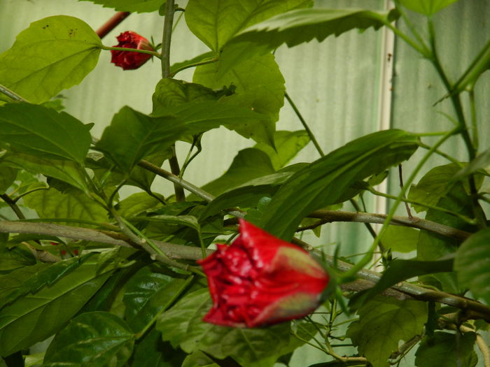 DSCN9963 - HIBISCUSI_2014