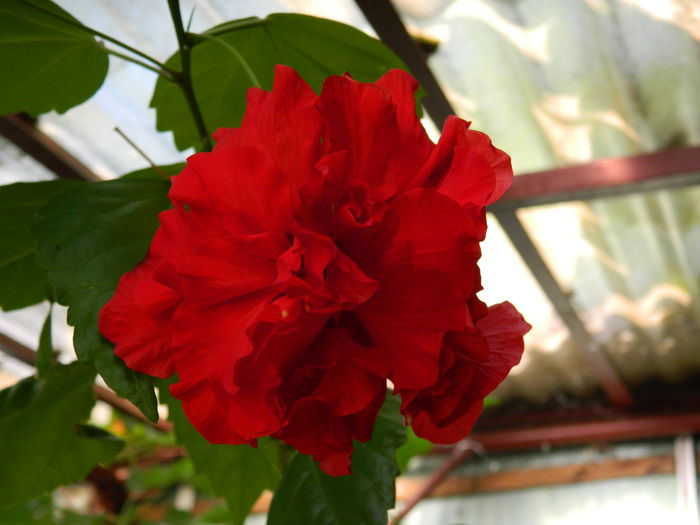 DSCN0296 - HIBISCUSI_2014