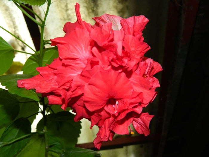 DSCN0340 - HIBISCUSI_2014