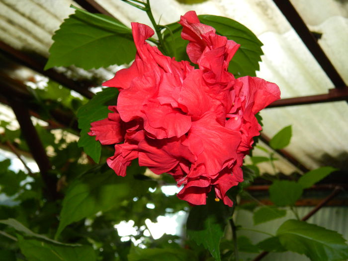DSCN0354 - HIBISCUSI_2014