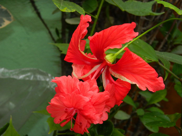 DSCN6945 - HIBISCUSI_2014