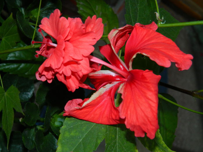 DSCN6946 - HIBISCUSI_2014