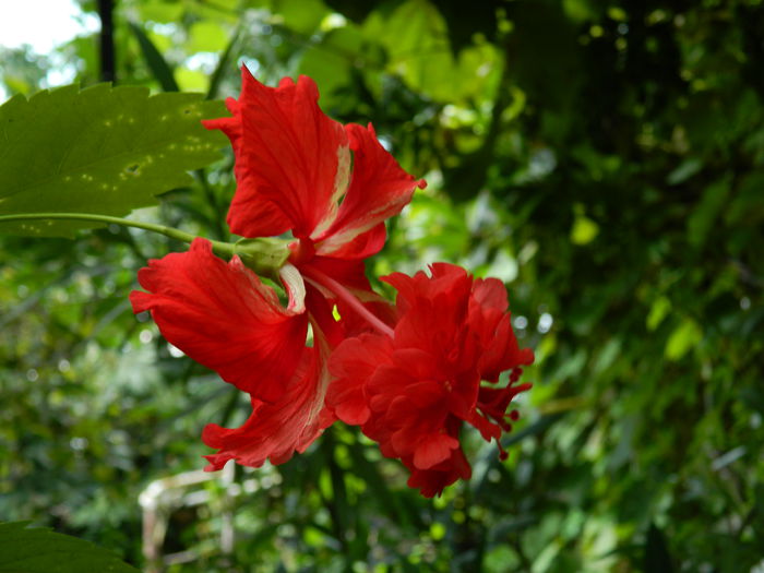 DSCN6949 - HIBISCUSI_2014