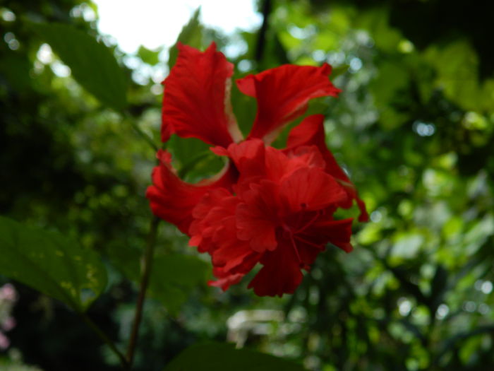 DSCN6950 - HIBISCUSI_2014