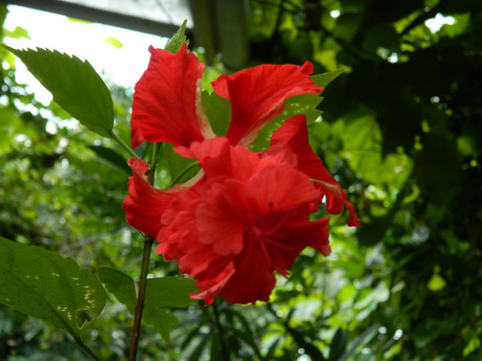 DSCN6951 - HIBISCUSI_2014