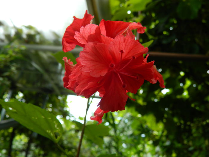 DSCN6954 - HIBISCUSI_2014
