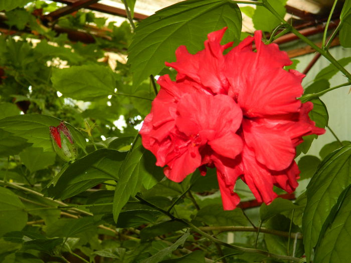 DSCN7550 - HIBISCUSI_2014
