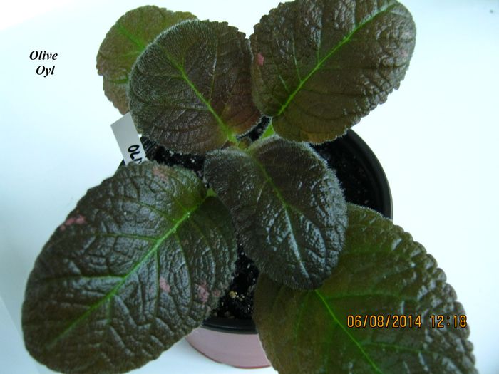 Olive Oyl - Episcia_O