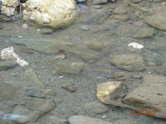 DSC07004