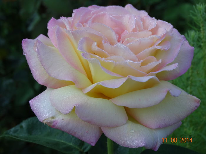 DSC06796 - Trandafiri 2014