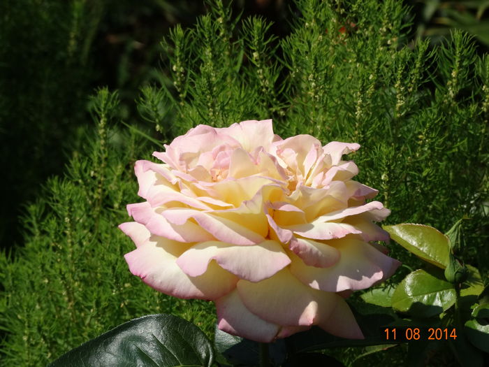 DSC06807 - Trandafiri 2014