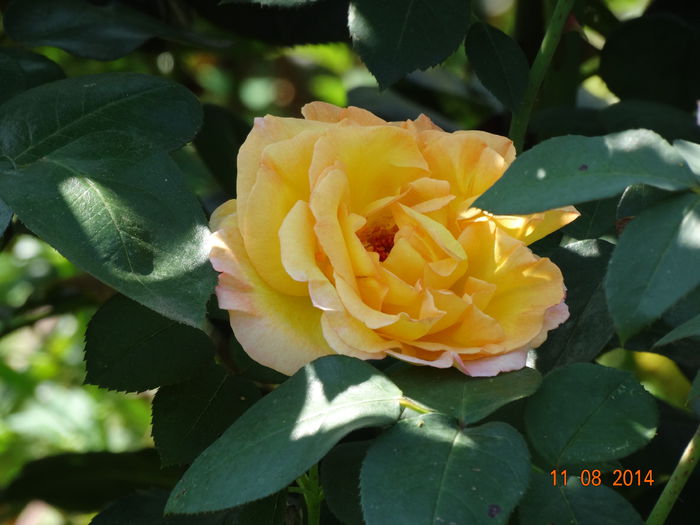 DSC06806 - Trandafiri 2014
