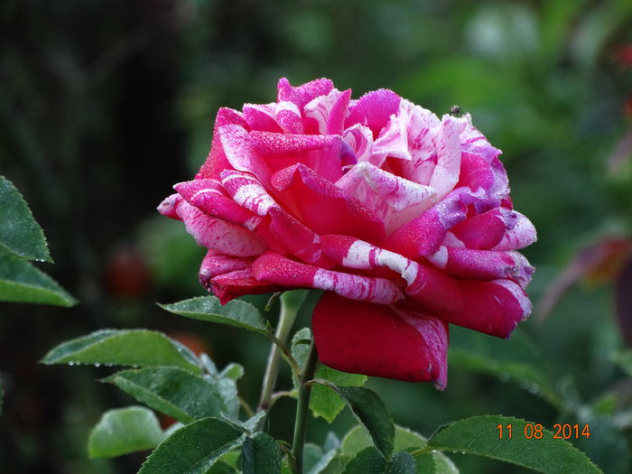 DSC06801 - Trandafiri 2014