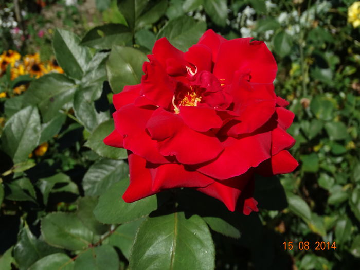 DSC06895 - Trandafiri 2014