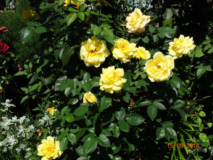 DSC06889 - Trandafiri 2014