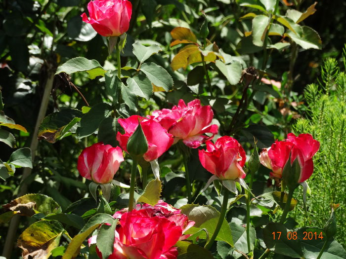DSC06956 - Trandafiri 2014